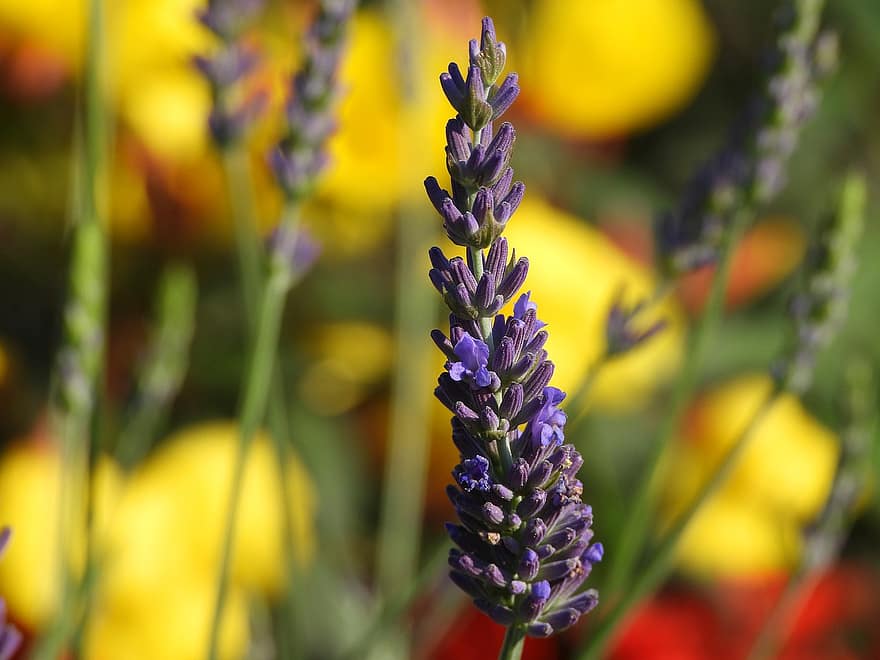 lavender, bunga-bunga, mekar, menanam, taman, bau, angka, alam, aroma