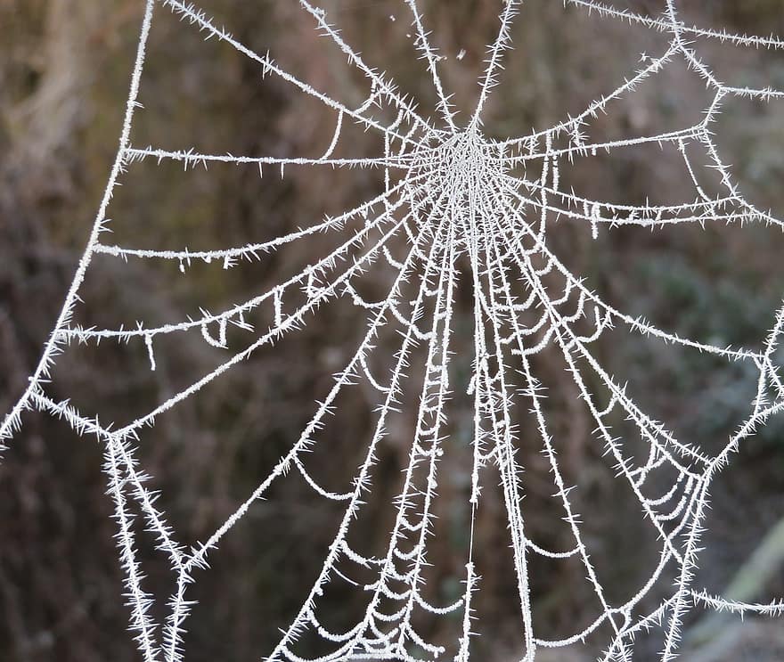 edderkoppespind, vinter, rimfrost, frost, edderkop, tæt på, dug, dråbe, baggrunde, makro, våd