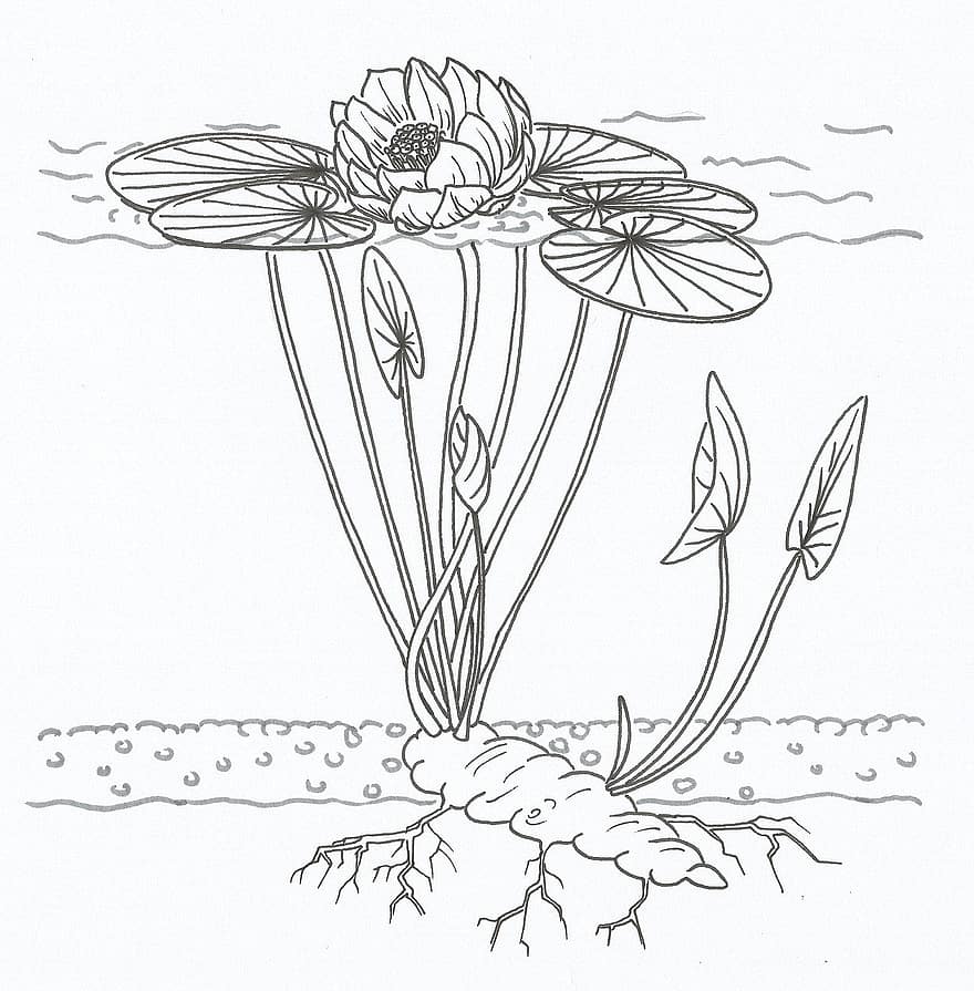 lotus, diagrama, nenúfar, planta, Egipte, aigua