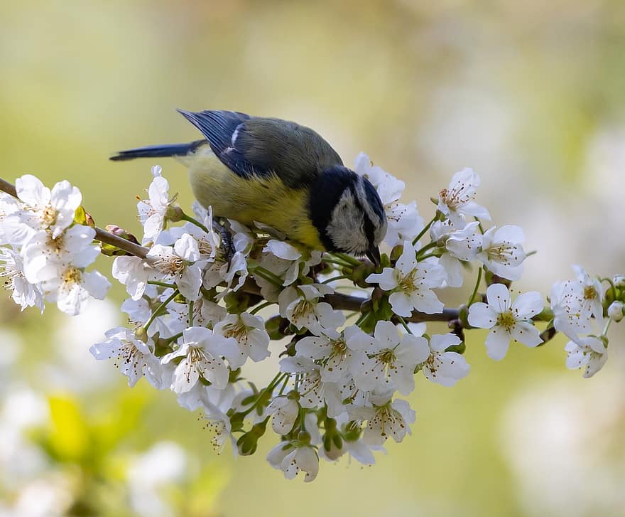 pták, modrá sýkorka, květ jabloně, zobák, posazený, tit, peří, ptačí, ornitologie