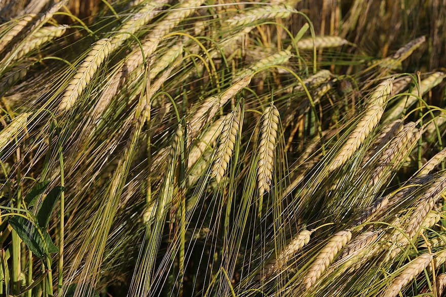 Barley Baron, gewassen, planten, granen, landbouw, wintergerst, voedsel, na wind, groei, de lente, natuur