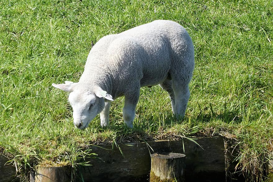 Cordeiro, ovelha jovem, grama, pastar, pasto, animal jovem, Primavera, Fazenda, cena rural, agricultura, pecuária
