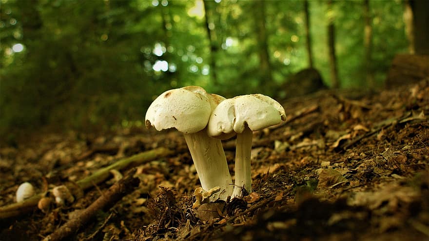 грибы, лес, лесные грибы, деревянный пол, природа