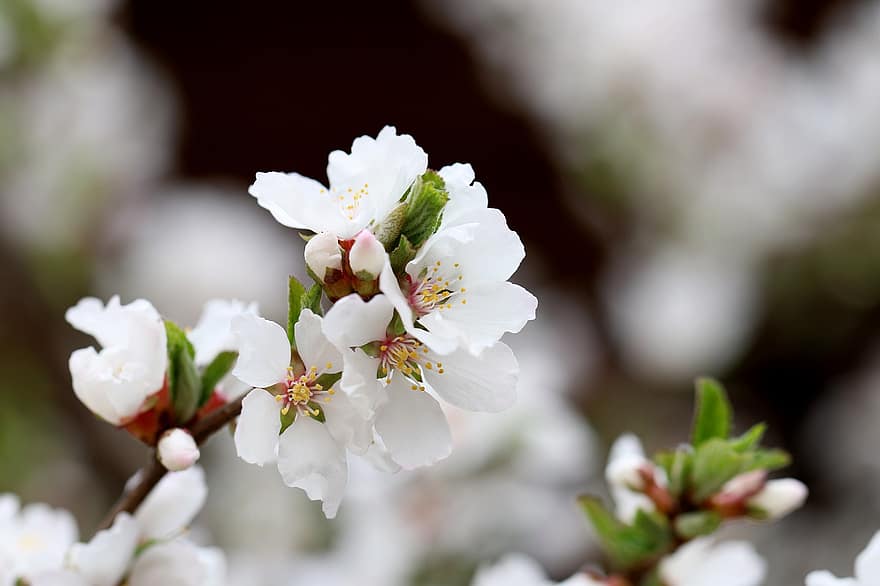 bunga sakura, bunga-bunga, mekar, berkembang, bunga putih, sakura, flora, pohon sakura, musim semi, kelopak, kelopak putih
