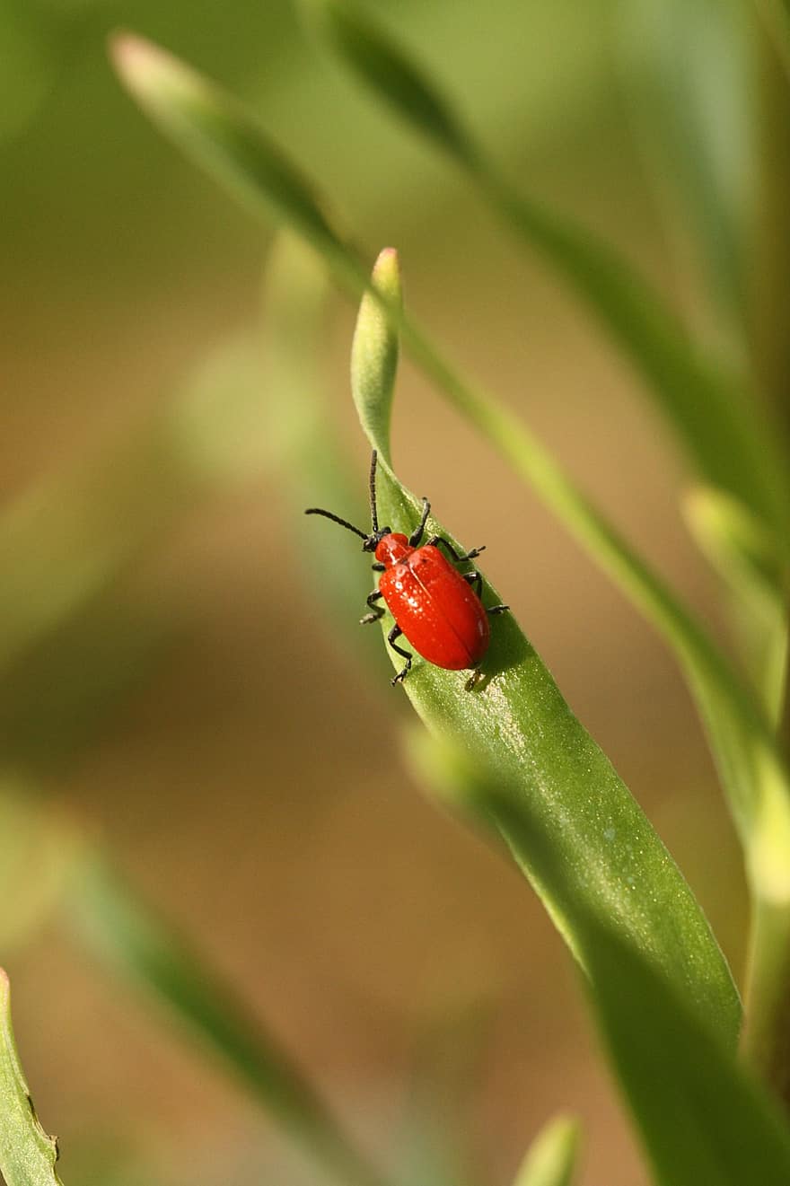 insekt, Scarlet Lily Beetle, entomologi, arter, natur, bille, blad, nærbilde, makro, grønn farge, anlegg