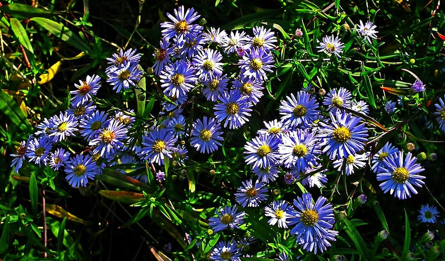 Flowers, Asters, Nature, Blooming, Plant, Bloom