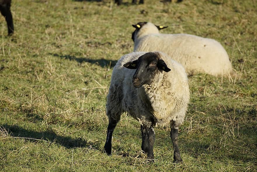cừu, chăn nuôi, đồng cỏ, động vật, mùa đông, cỏ, nông trại, cảnh nông thôn, nông nghiệp, Vải, chăn thả
