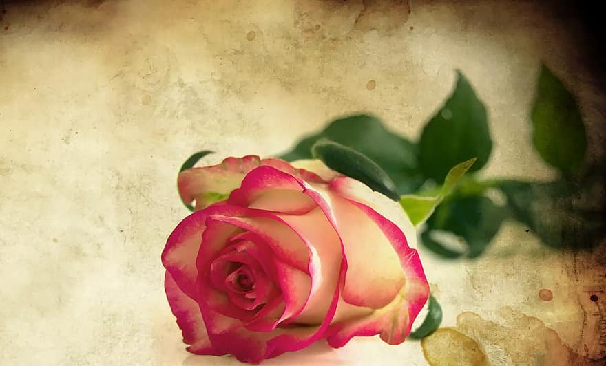 sirds, rozes, garām, ziedlapiņām, sarkans, zieds, romantika, Valentīndiena, sarkanas rozes, ziedi, ziedu izkārtojums