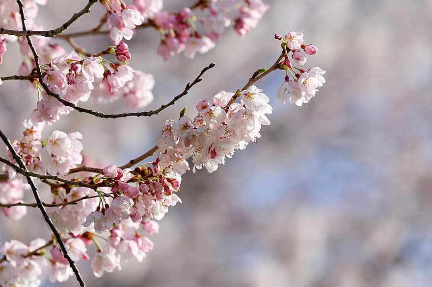 桜の花、春、フラワーズ、花びら、工場、木、屋外、季節の、成長、自然、花