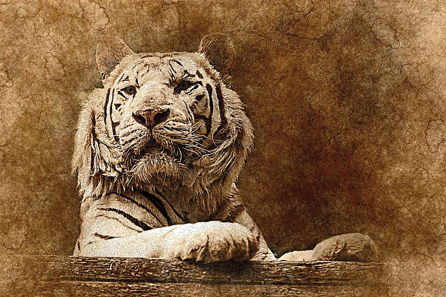 Tiger, weißer Tiger, Tier, Kunst, abstrakt, Jahrgang, künstlerisch, Design, Porträt, digitale Kunst, Zeichnung