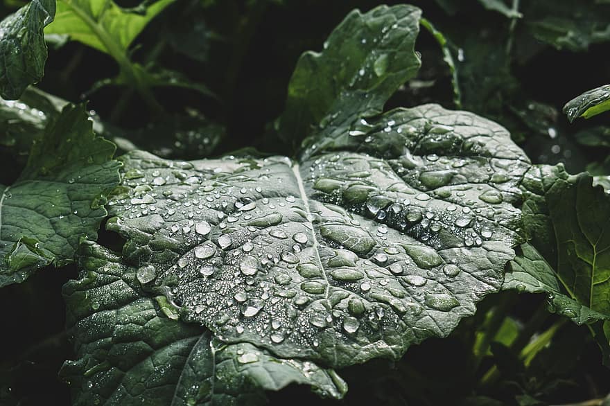 feuilles, goutte, gouttes de pluie, pluie, la nature, goutte d'eau, feuillage, les plantes, eau, humide