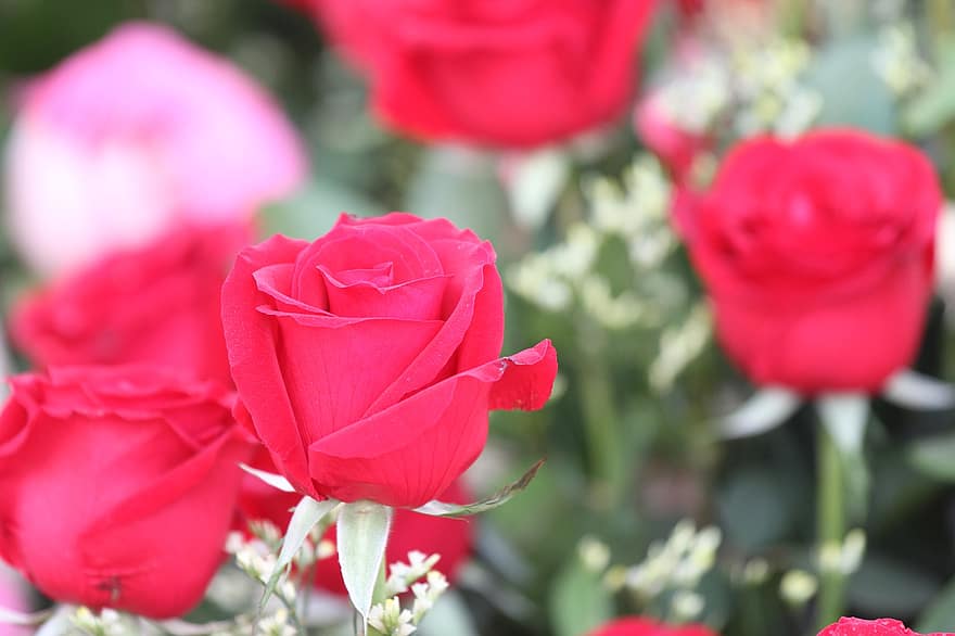 róże, kwiaty, czerwone róże, płatki, płatki róż, Czerwone kwiaty, kwiat, kwiat róży, kwitnąć, flora, Natura