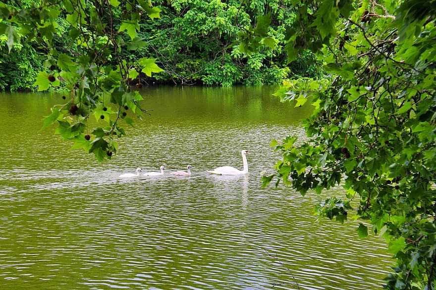 cisne, cygnets, lago, lagoa, cisnes brancos, natureza