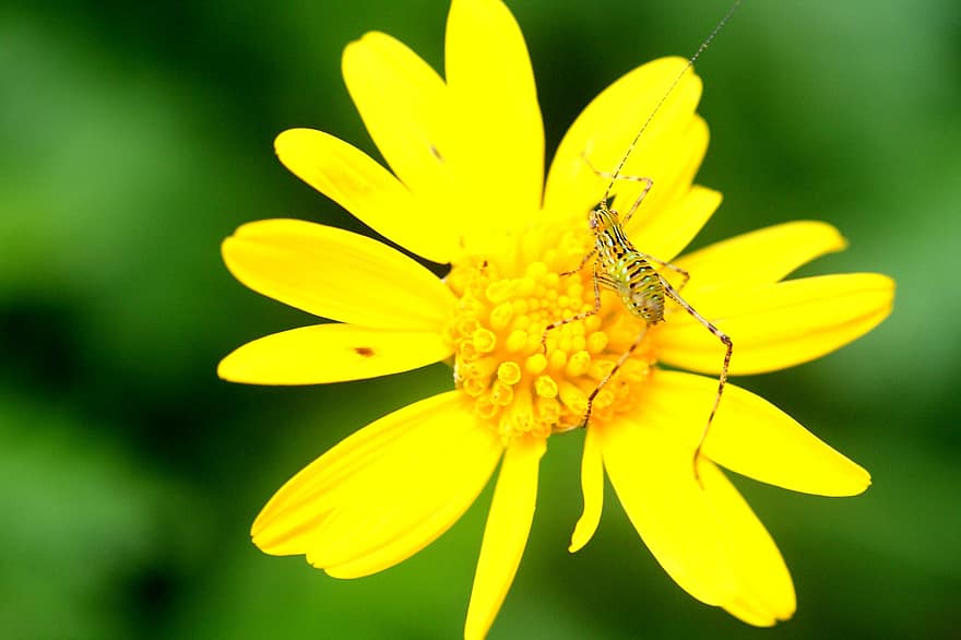 insekt, blomma, växt, gul blomma, kronblad, flora, natur, närbild, gul, makro, grön färg