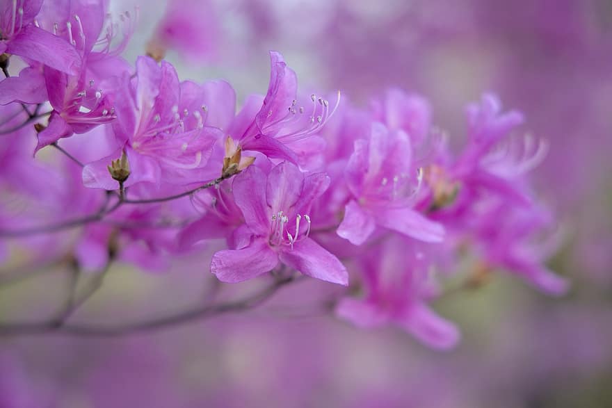 Flowers, Blossom, Bloom, Tree, Spring, Purple, Close Up, Growth, close-up, flower, plant