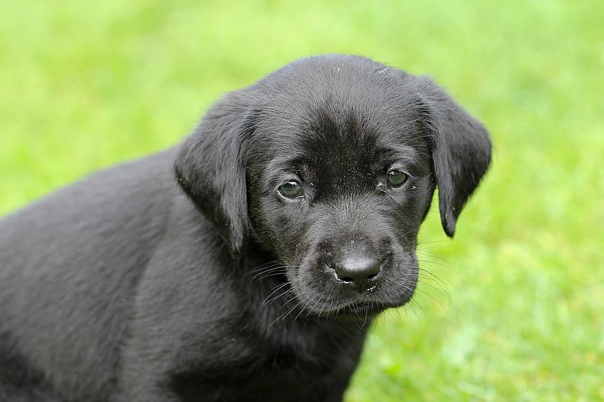 куче, кученце, домашен любимец, Черно куче, животно, младо куче, домашно куче, кучешки, бозайник, сладък, портрет