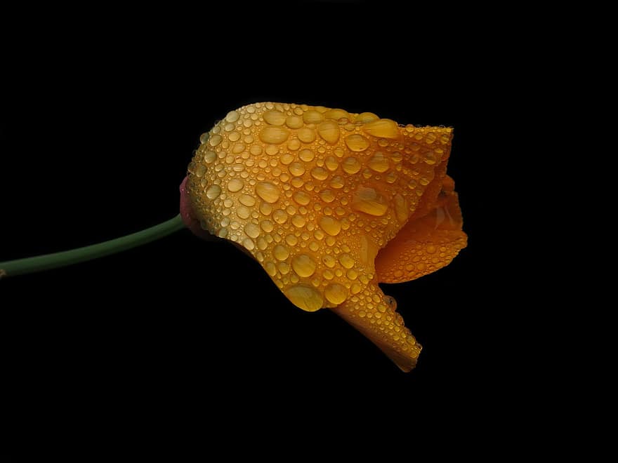 Californian Poppy, Gold Poppy, California Kappenmohn, Sleepy, Mohngewaechs, Kappenmohn, Petals, Golden Yellow, Raindrop, Drop Of Water, Papaveraceae