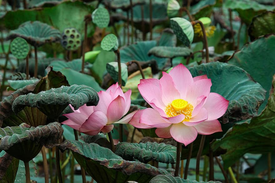 Lotus, Water Lilies, Flowers, Blossom, Bloom, Beautiful, Nature, Nelumbo Nucifera, Pink Flowers, Aquatic Plants, Floral
