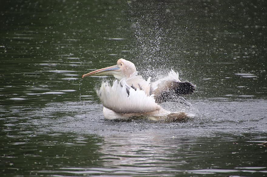 pelikánok, madarak, tavacska, csapkodó, vízi madarak, tó, folyó, víz, természet, állati világ, vízi madár