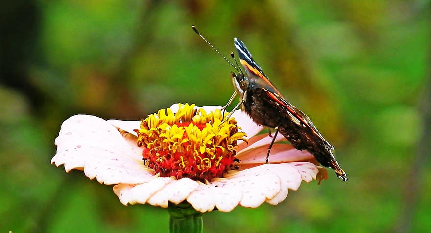 насекомое, бабочка, энтомология, опыление, цветок, цветение, крылья, цинния, крупный план, макрос, летом