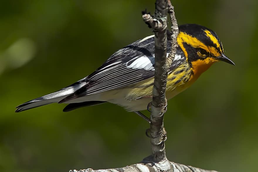 „Blackburnian Warbler“, paukščių, kalavijai