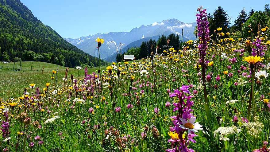 bunga-bunga, padang rumput, bunga liar, alam, pemandangan, gunung, hutan