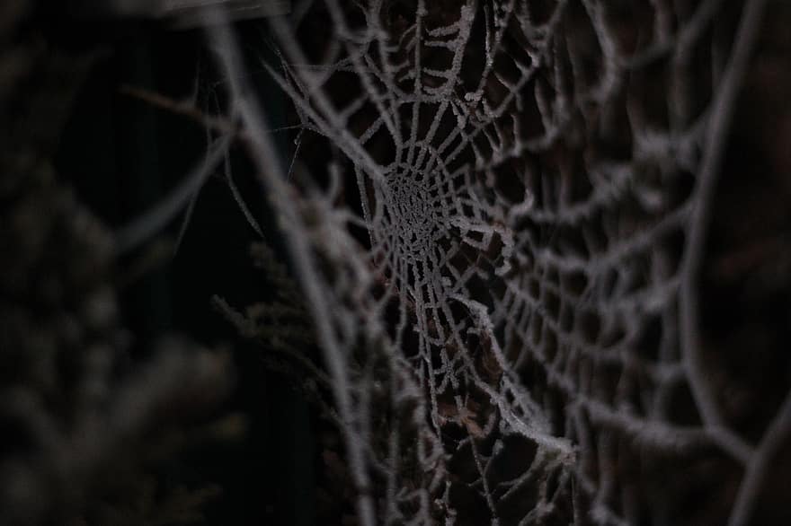 pajęcza sieć, Natura, pająk, zbliżenie, tła, liść, wzór, ciemny, makro, straszny, mokro