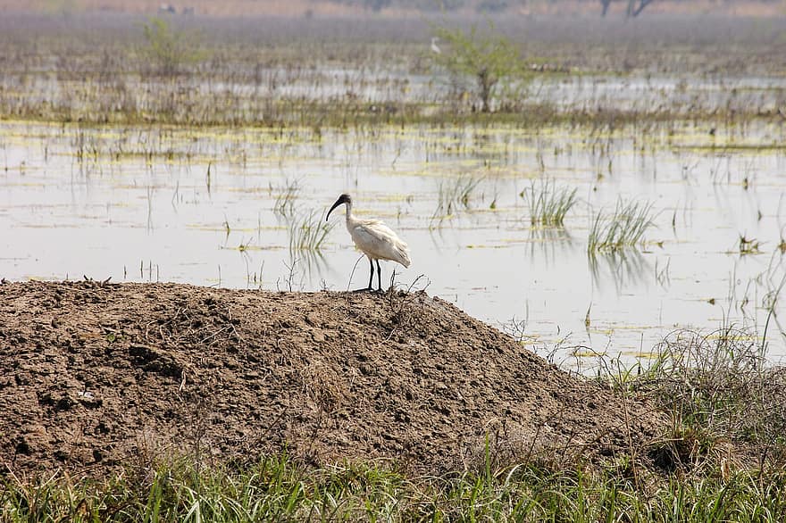 ibis, ibis hitam, lahan basah, sungai, burung, alam, danau, margasatwa, India, Bharatpur, rajasthan