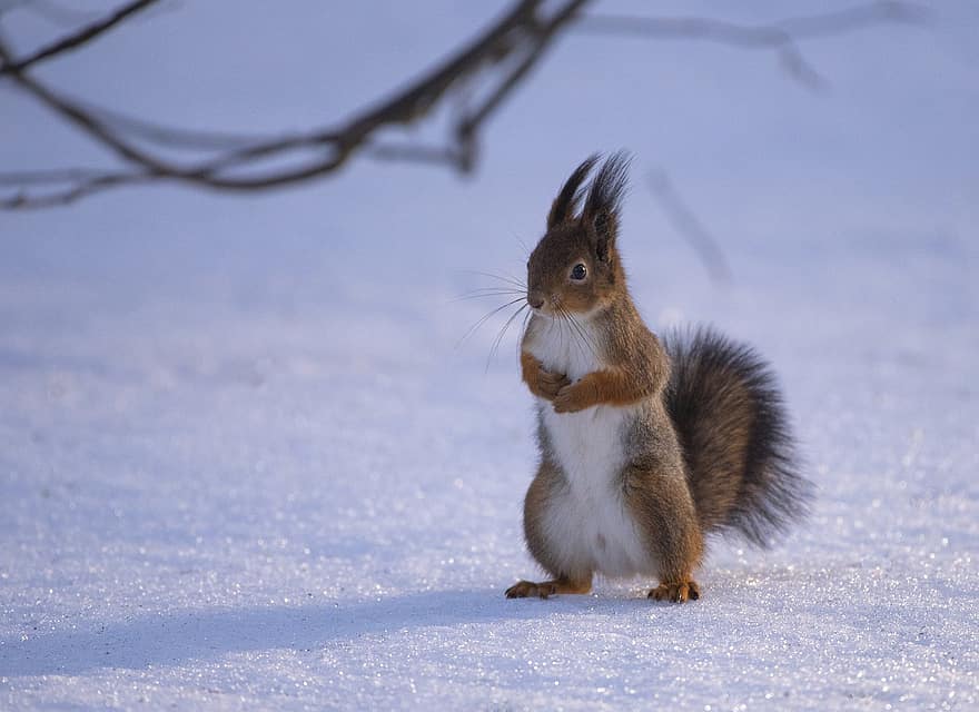 orava, jyrsijä, lumi, talvi-, eläin, nisäkäs, luonto, söpö, eläimiä, turkis, pieni