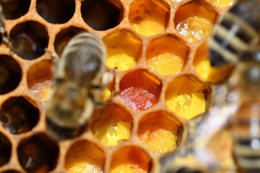 пчела, насекомое, мед, пчеловод, пчеловодство, природа, Carnica