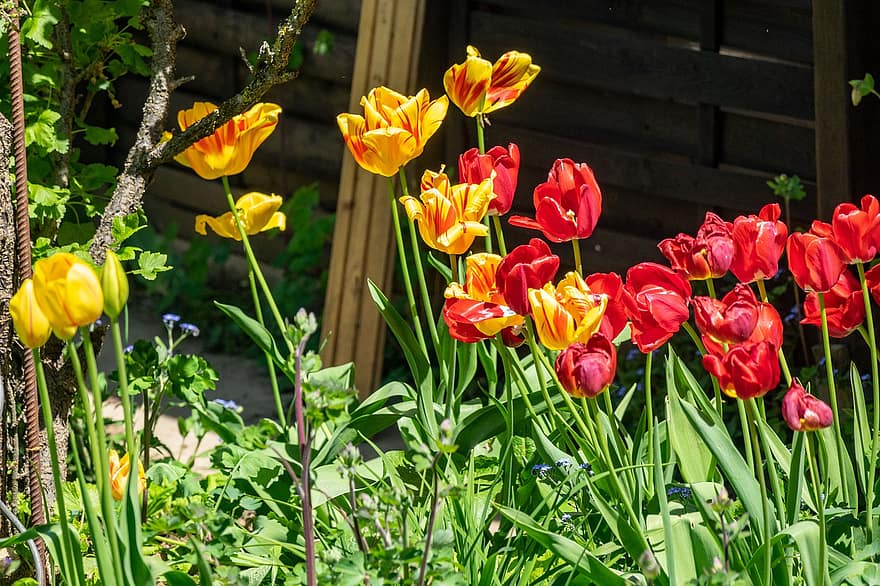 flores, tulipas, flor, botânica, flora, Primavera, jardim, natureza, tulipa, plantar, cor verde