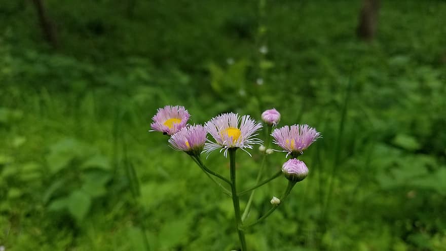 blomst, Wildflower, Erigeron