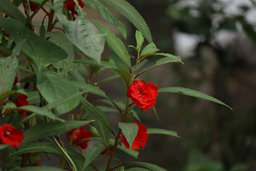 czerwony, Natura, Kerala, ogród, Indie, Zielony, na wolnym powietrzu, krajobraz, kolorowy