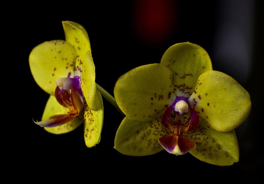 orquídeas mariposa, orquideas, las flores, Flores amarillas, pétalos, floración, planta, naturaleza