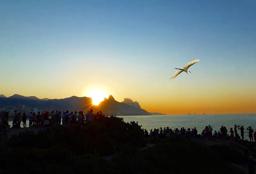 mar, okyanus, plaj, orla, litoral, Rio de Janeiro, Brezilya, Su, kuş, balıkçıl, tropikal kuşlar