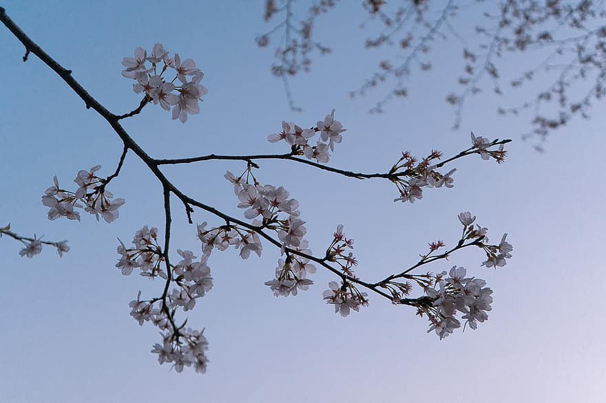 kersenbloesem, bloemen, de lente, sakura, yoshino kers, bloeien, bloesem, tak, boom, hemel, lente