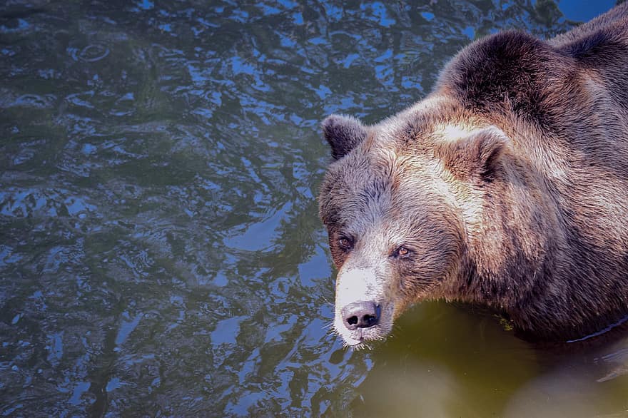 Niedźwiedź, brązowy niedźwiedź, woda, ścieśniać, Natura, mokro, źródło, makro, ciekły, dzikie zwierze, ruch