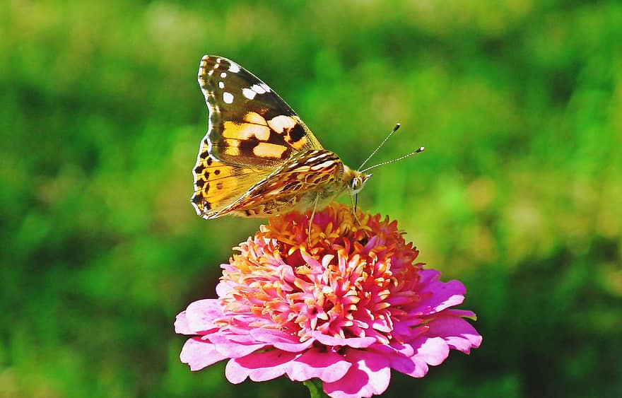 метелик, комаха, квітка, тварина, крила, цинія, сад, природи