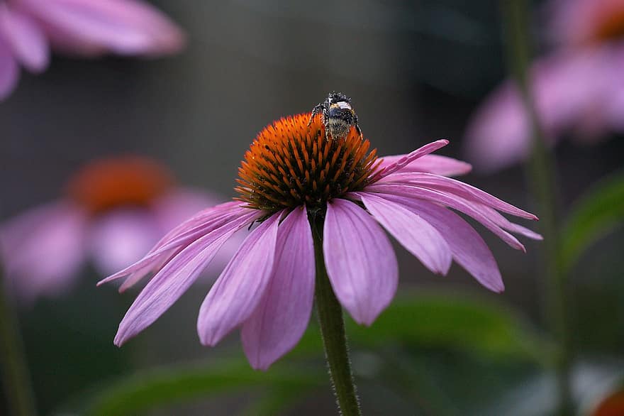 makro, gėlė, bičių, Iš arti, bites, žiedas, žydi, pobūdį