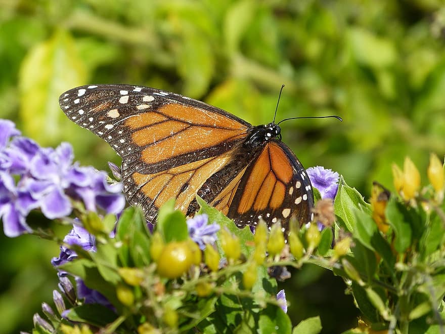 mariposa monarca, mariposa, las flores, insecto, alas, Flores moradas, planta, naturaleza, macro