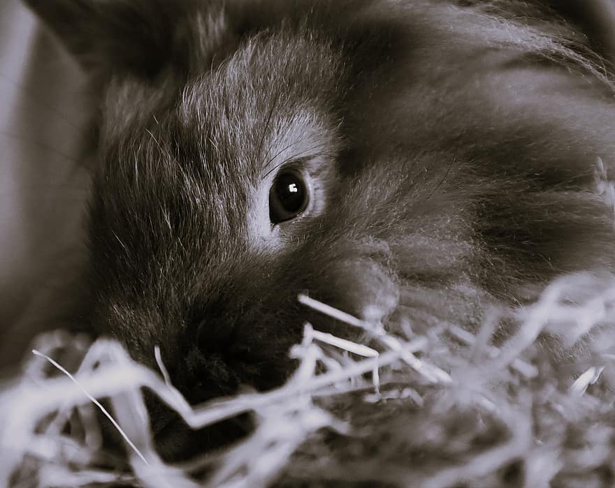 Con thỏ, con thỏ, loài gặm nhấm, động vật hoang dã, ngọt, dễ thương, cỏ khô, vật nuôi, nhỏ, cận cảnh, lông tơ