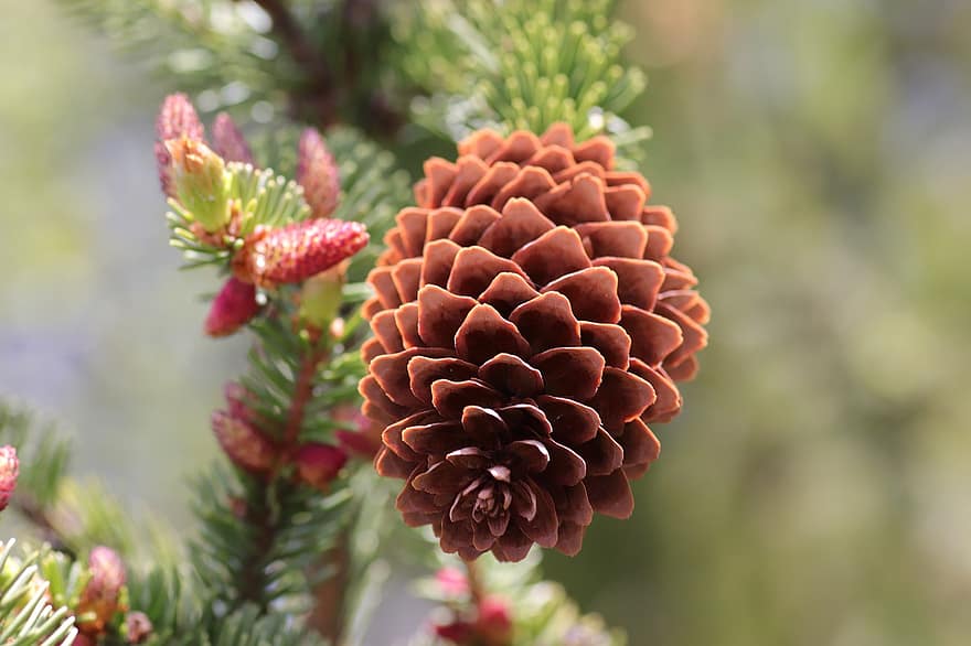 Coniferous, Forest, Garden, Nature, Close Up, Spruce Cone, Six, close-up, plant, leaf, green color