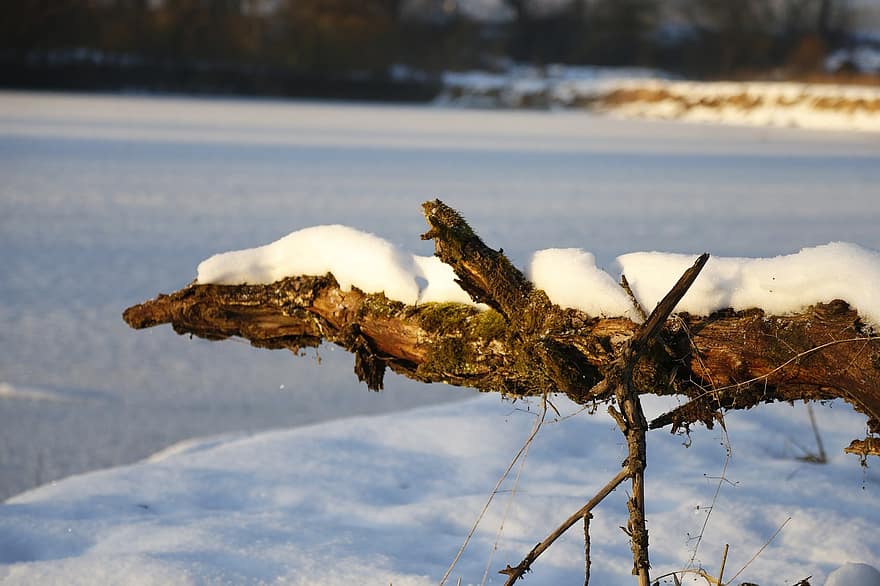 Tree Log, Snow, Sunlight, Field, Snow Field, Hoarfrost, Frost, Frosty, Winterscape, Snowscape, Snowy