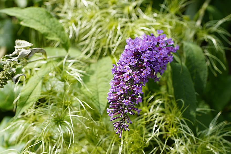 buddleja, ziedi, dārzs, augu, vasarā, violeti ziedi