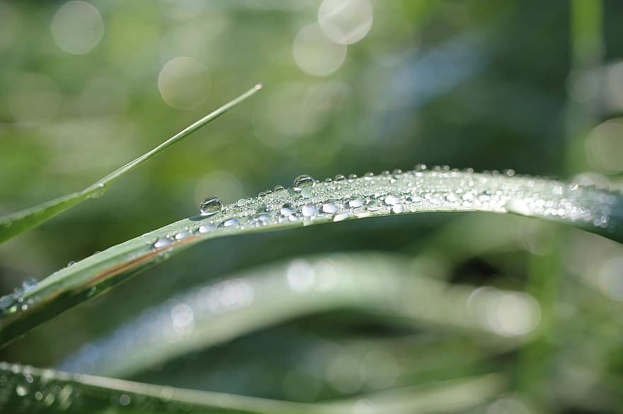 Grass, Drip, Raindrop