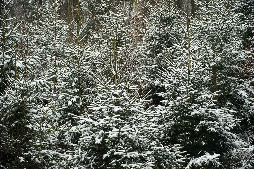 copaci, Brad de Crăciun, pădure, creştere, verde