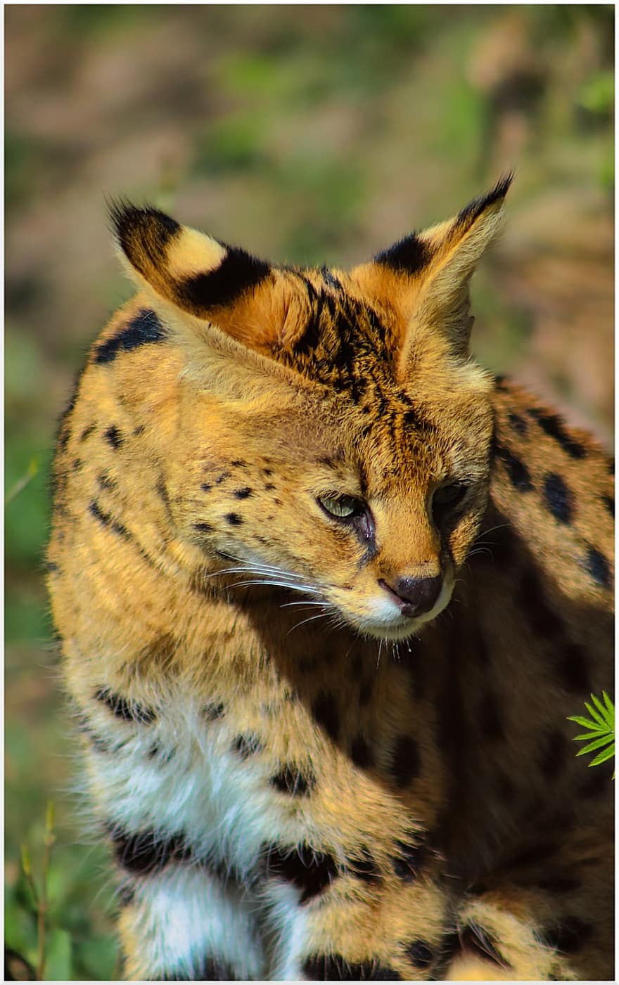 serval, Katze, wilde Katze, Fleischfresser, Tier, wild, Zoo, große Katze, Pelz, Raubtier, Säugetier