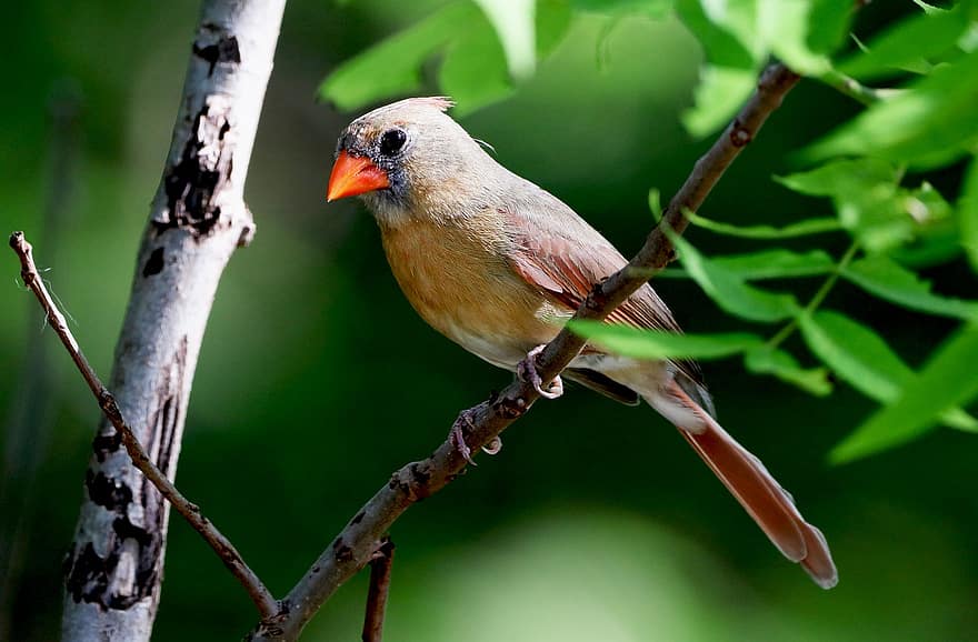 cardenal, pájaro, rama, posado, pajaro rojo, pájaro hembra, animal, fauna silvestre, pájaro cantor, plumas, plumaje