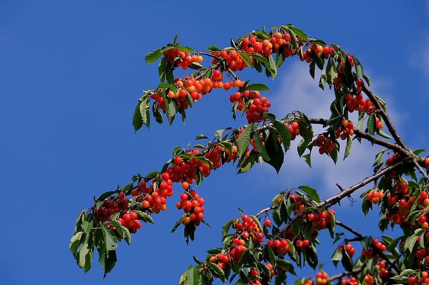 ceri, ceri asam, Kelimpahan Cherry, meluap, buah, matang, buah Batu, cabang ceri