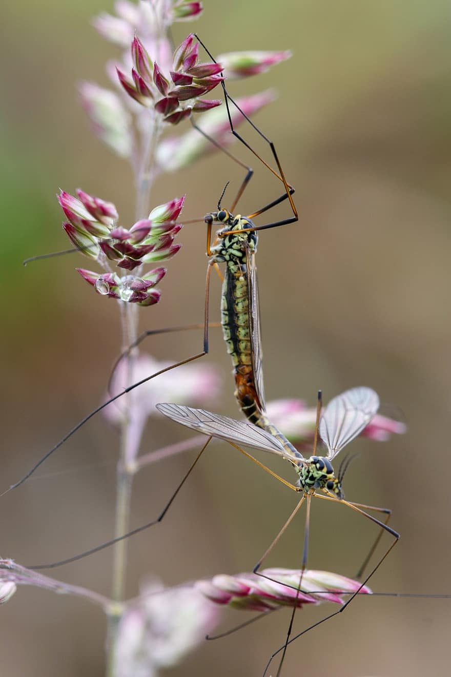 insectă, țânțarii, multiplicarea lui, primăvară